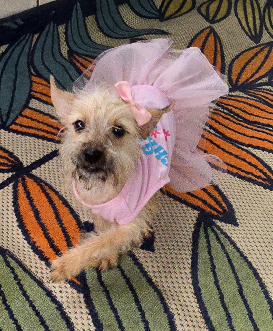 Enlarge Aya, a Adoptable mixed breed in Fallbrook, CA image 5/6