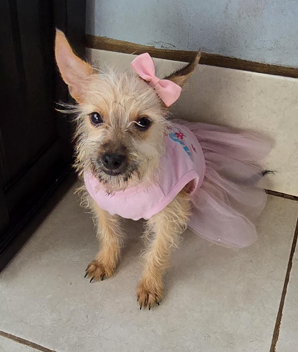 Enlarge Aya, a Adoptable mixed breed in Fallbrook, CA image 6/6