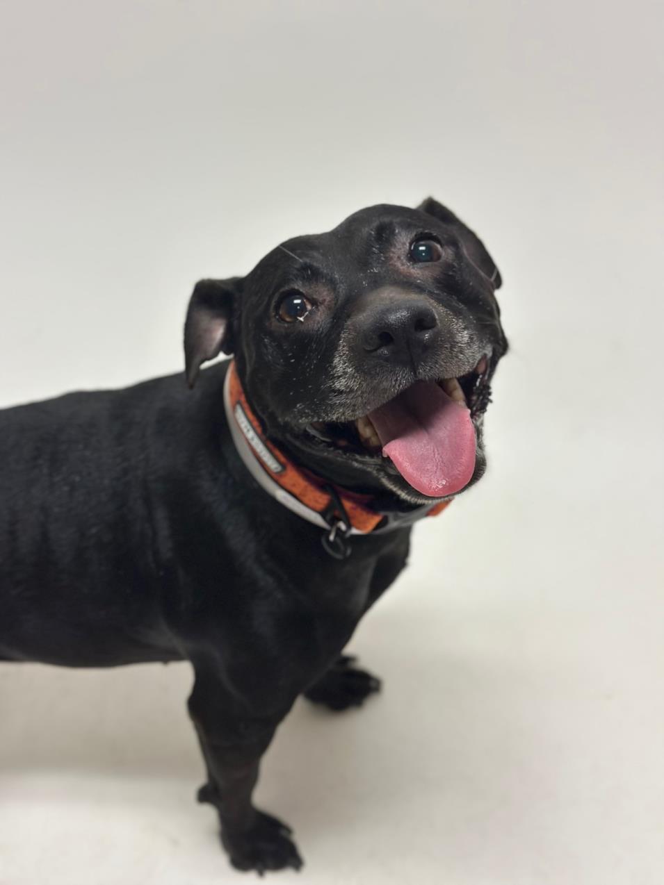 NAKIA, Adoptable, Adult Female Pit Bull Terrier.