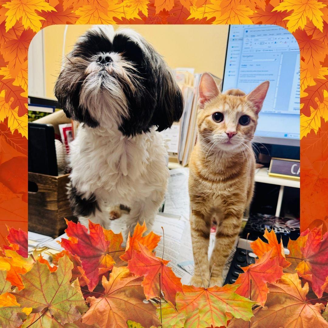 Hash Brown & Dumpling