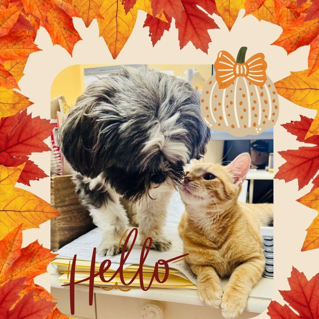 Hash Brown & Dumpling