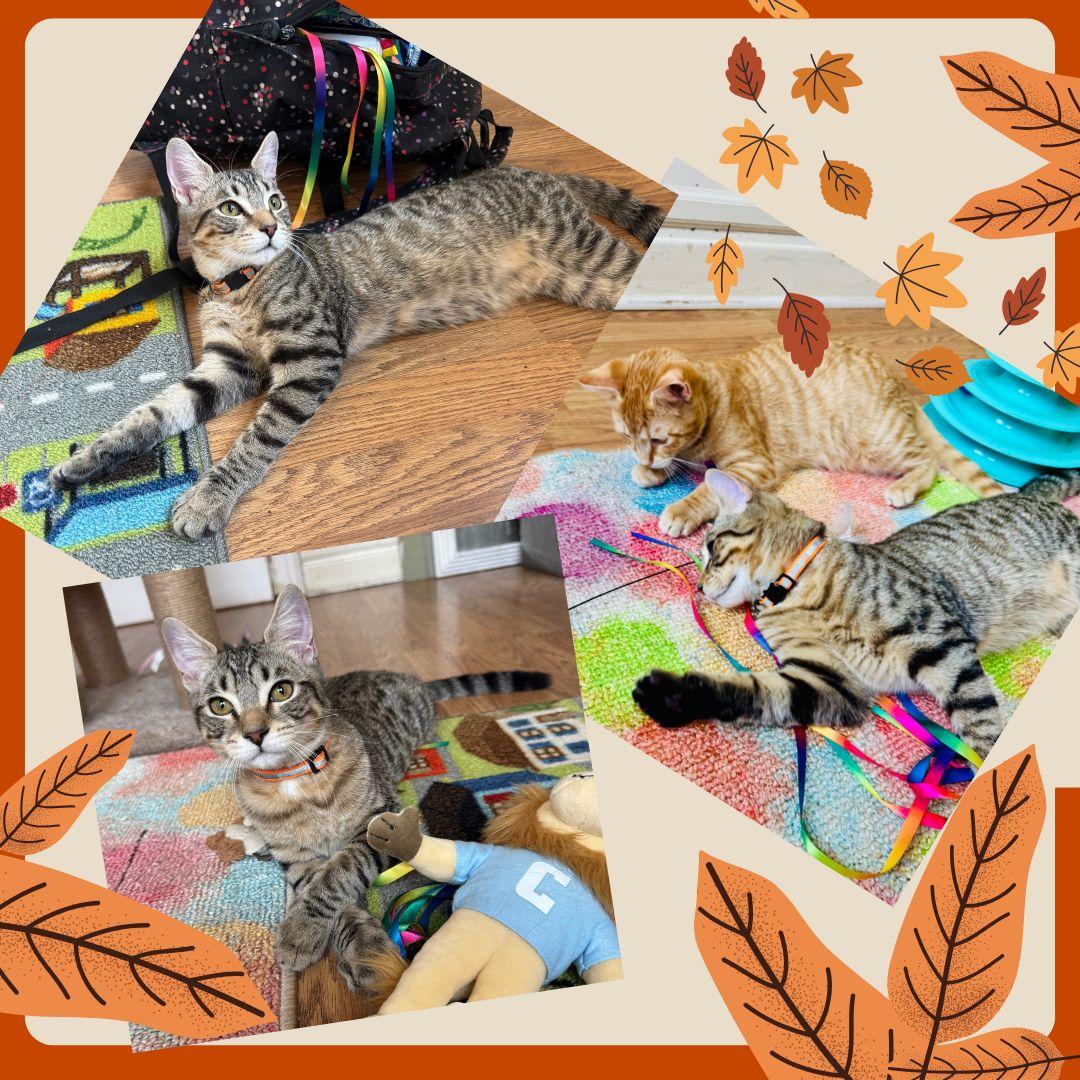 Hash Brown & Dumpling