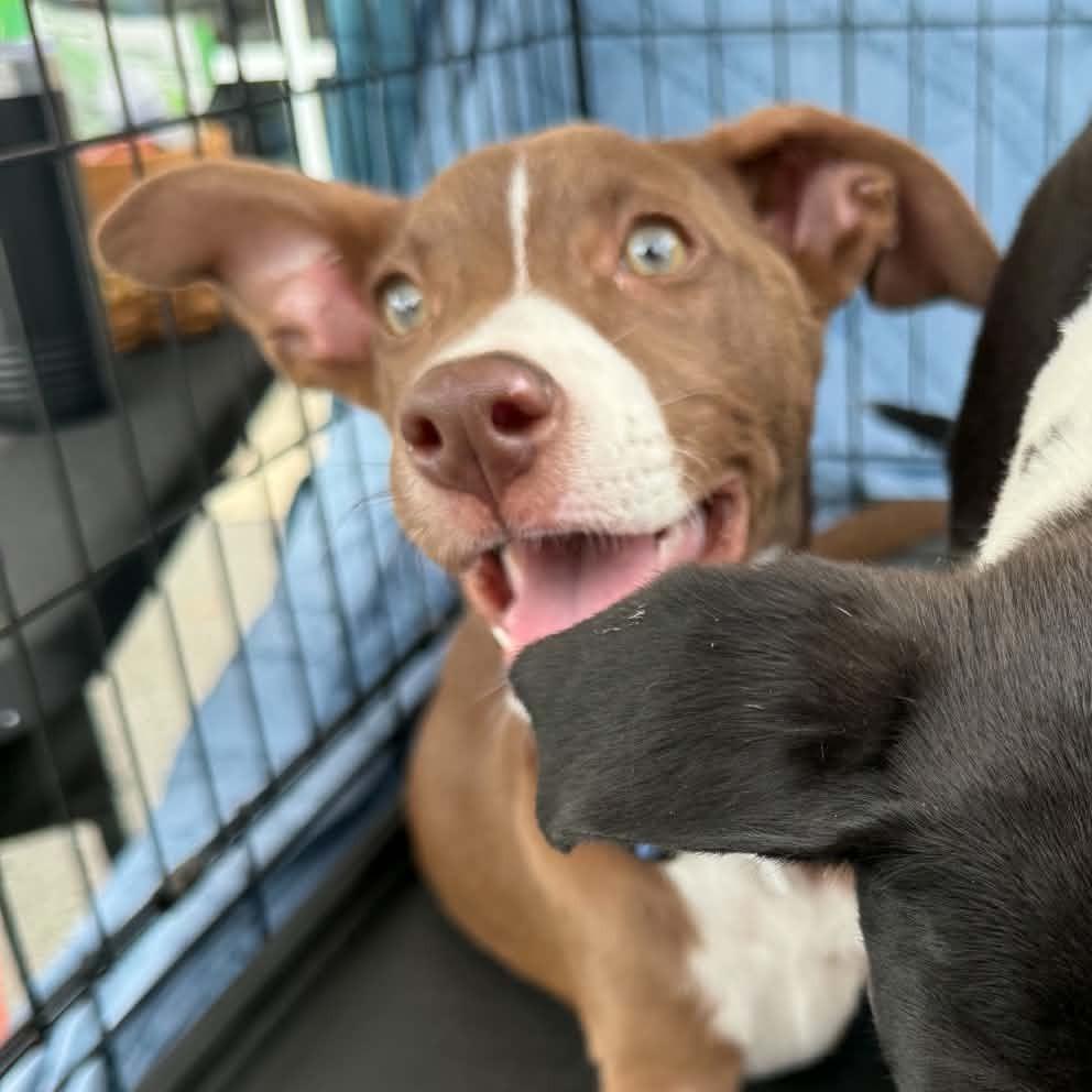 Enlarge Dora, a Adoptable mixed breed in Wilmington, NC image 3/5