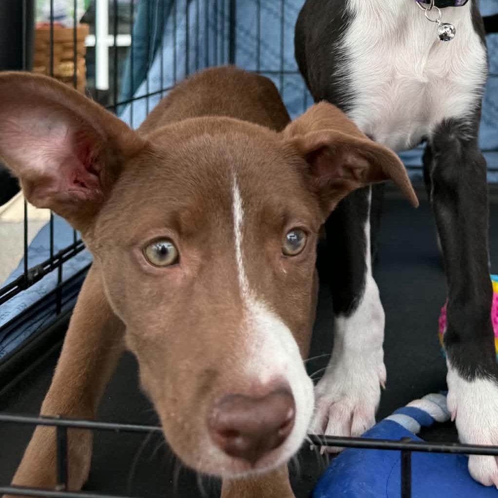 Enlarge Dora, a Adoptable mixed breed in Wilmington, NC image 4/5