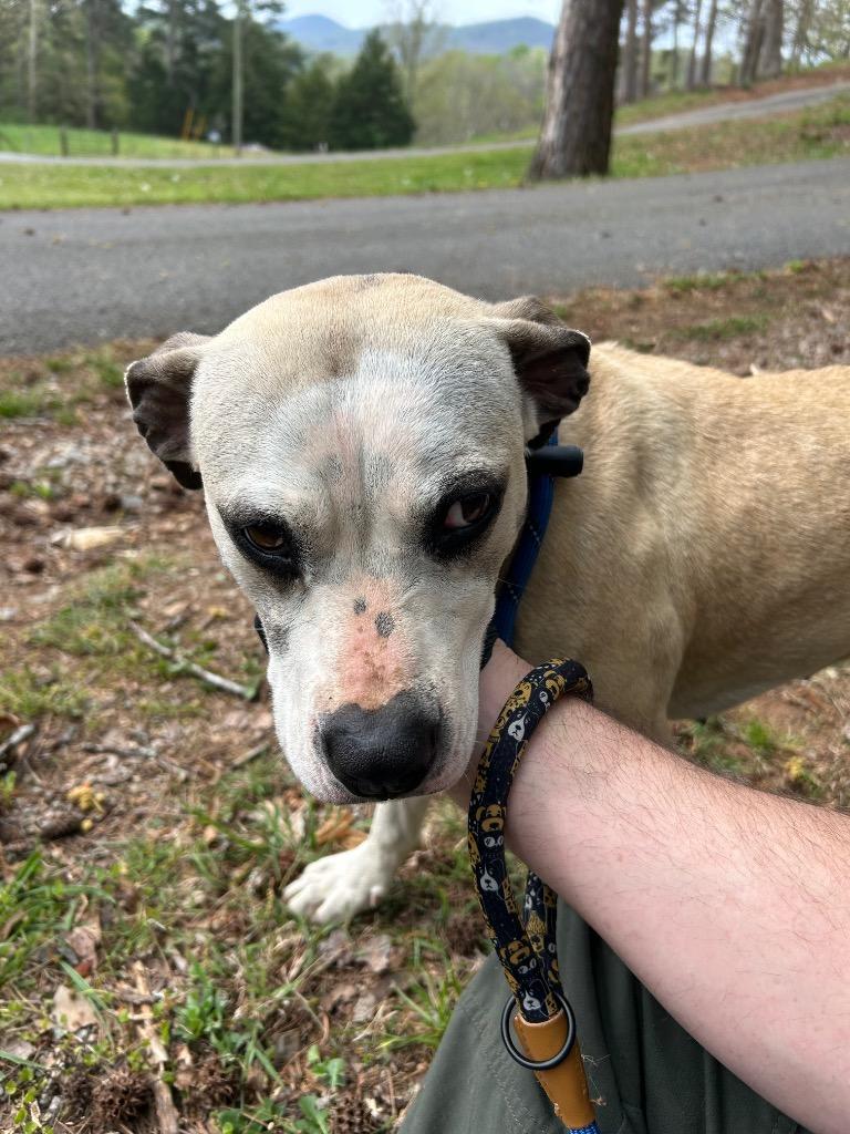 Jackey- Available for Adoption, Adoptable, Adult Female Mixed Breed.