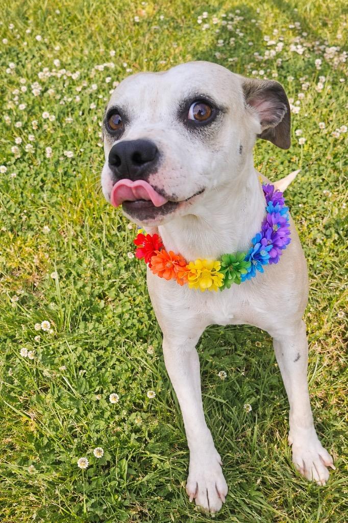 Enlarge Jackey- Available for Adoption, a Adoptable mixed breed in Chickamauga , GA image 2/3
