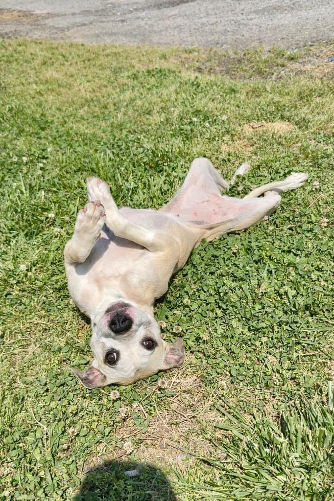 Enlarge Jackey- Available for Adoption, a Adoptable mixed breed in Chickamauga , GA image 3/3