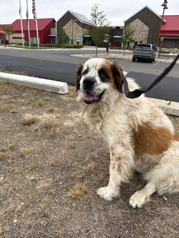 Tiny Dancer, Adoptable, Adult Male Saint Bernard.