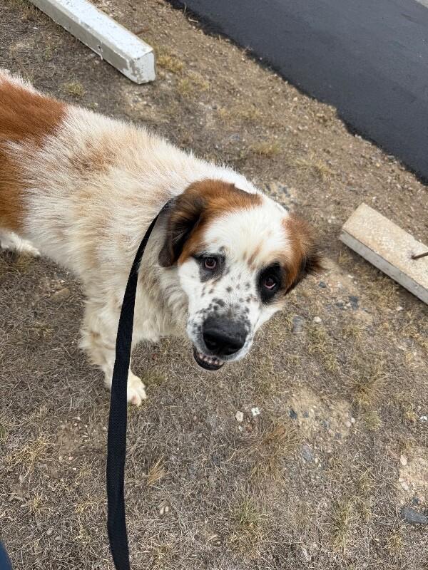 Enlarge Tiny Dancer, a Adoptable Saint Bernard in Windsor, CO image 2/2