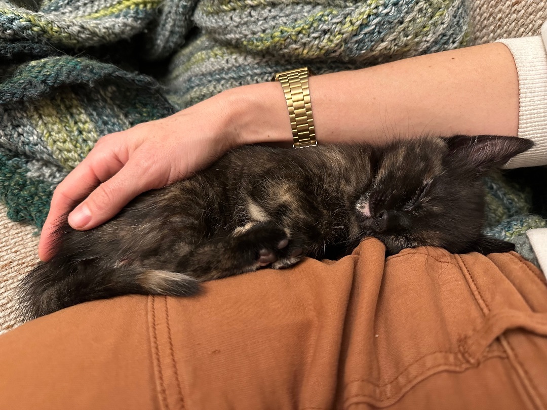 Flower, Adopted, Kitten Female Domestic Short Hair.