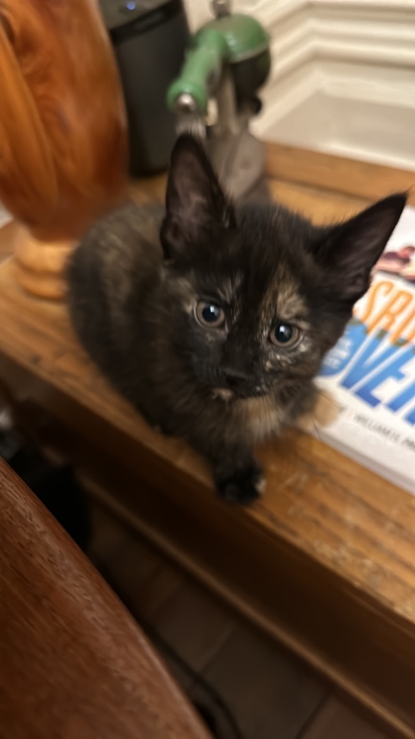 Enlarge Flower, a Adopted Domestic Short Hair in Hamilton, ON image 2/6