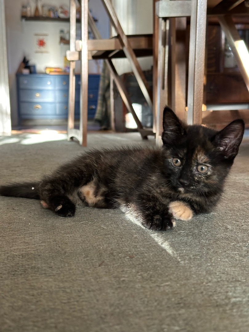 Enlarge Flower, a Adopted Domestic Short Hair in Hamilton, ON image 3/6