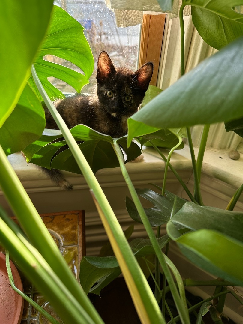 Enlarge Flower, a Adopted Domestic Short Hair in Hamilton, ON image 4/6