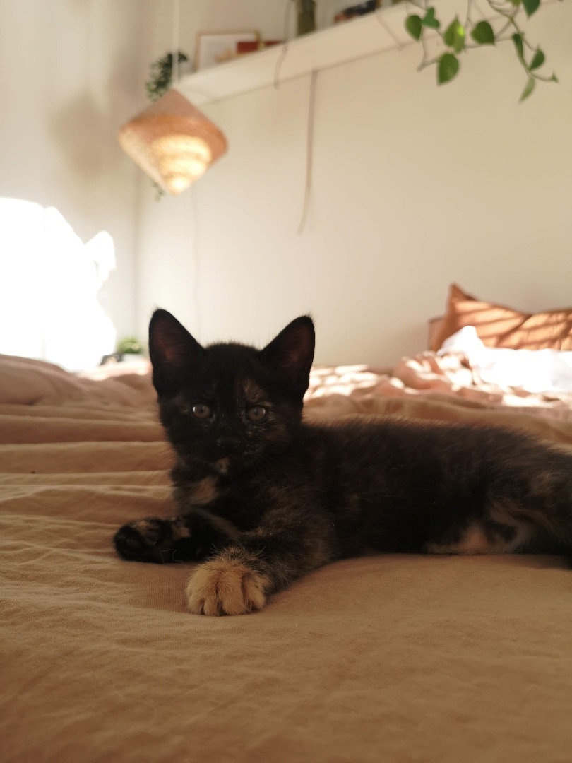 Enlarge Flower, a Adopted Domestic Short Hair in Hamilton, ON image 5/6