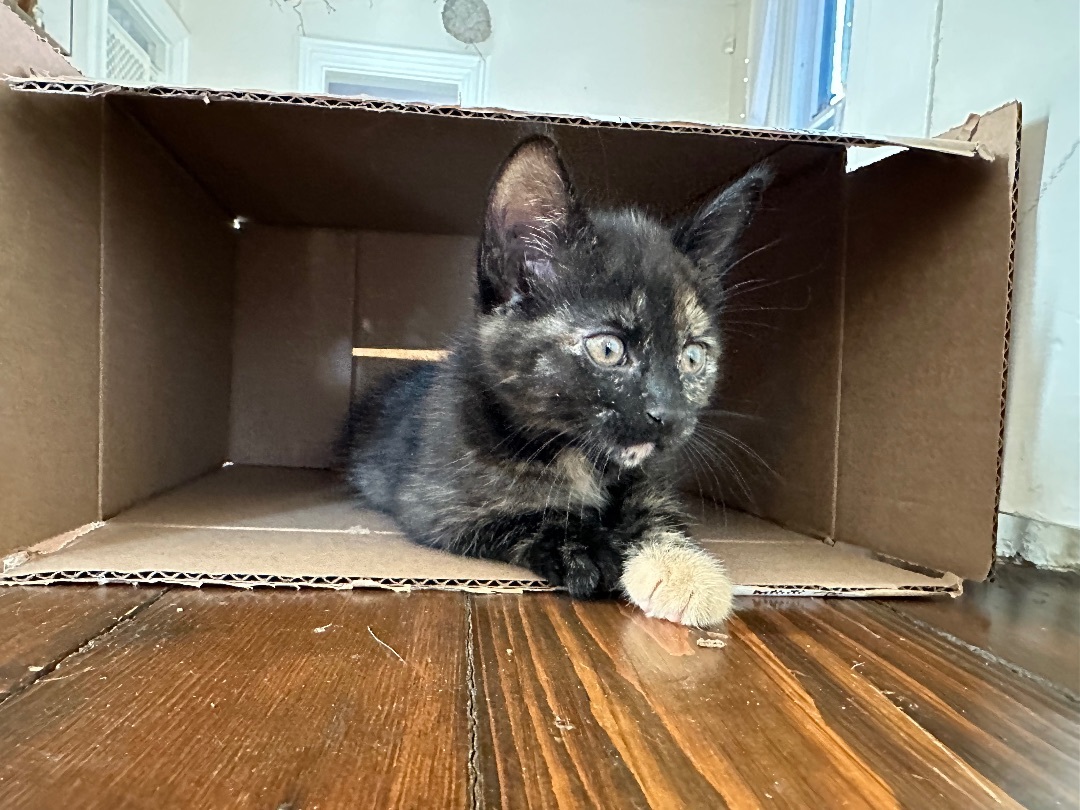 Enlarge Flower, a Adopted Domestic Short Hair in Hamilton, ON image 6/6