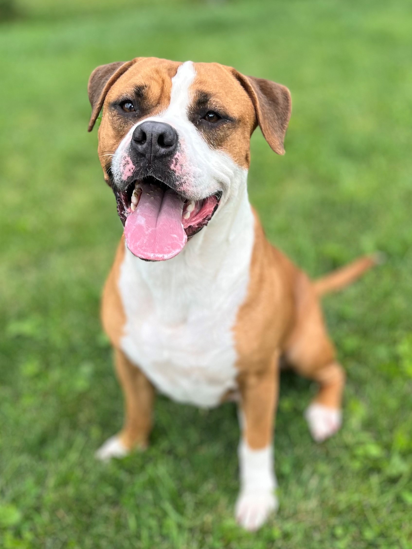 Dog for adoption Pike, a Pit Bull Terrier in Xenia , OH Petfinder