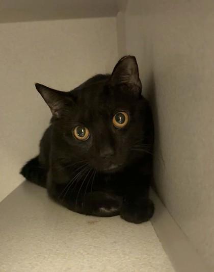 Ramsey, Adoptable, Young Male Domestic Short Hair & Domestic Short Hair.