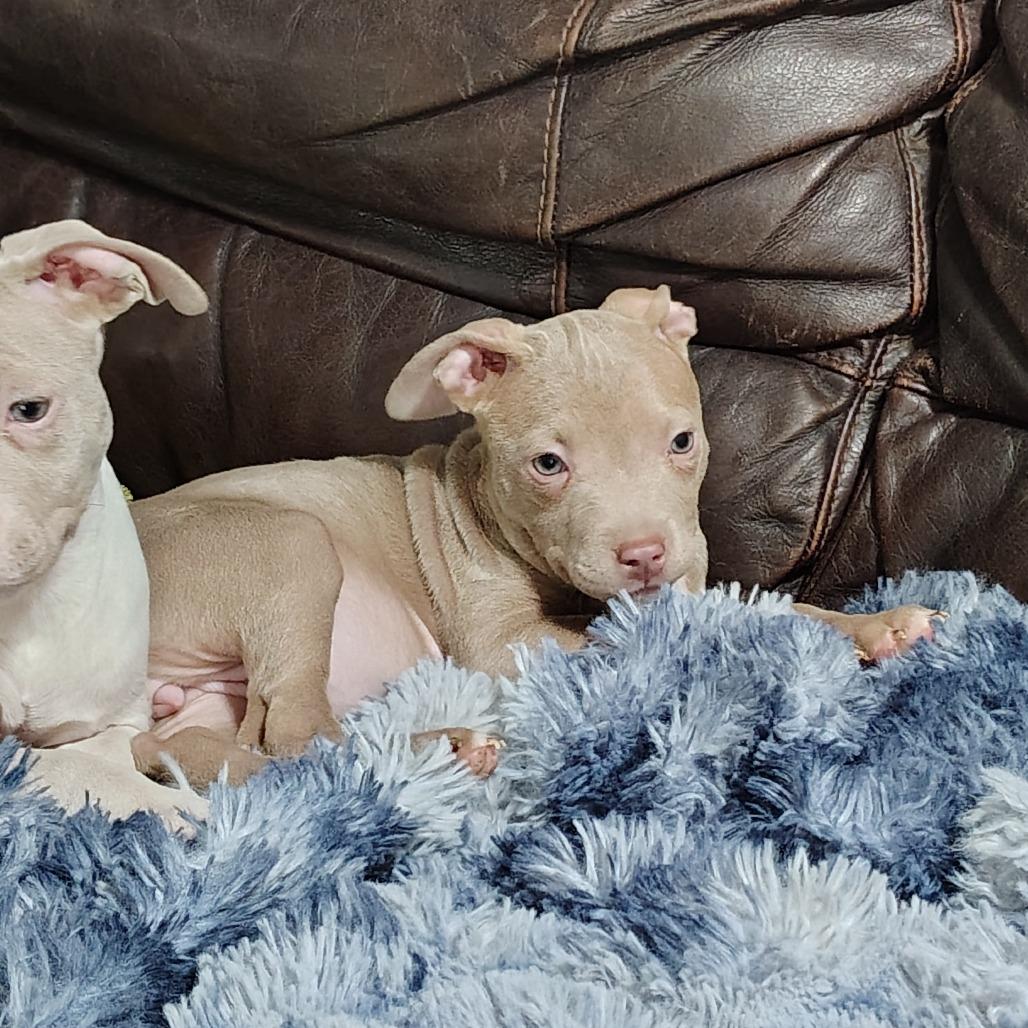 Enlarge Leelu, an adopted mixed breed in Wilmington, NC image 6/6