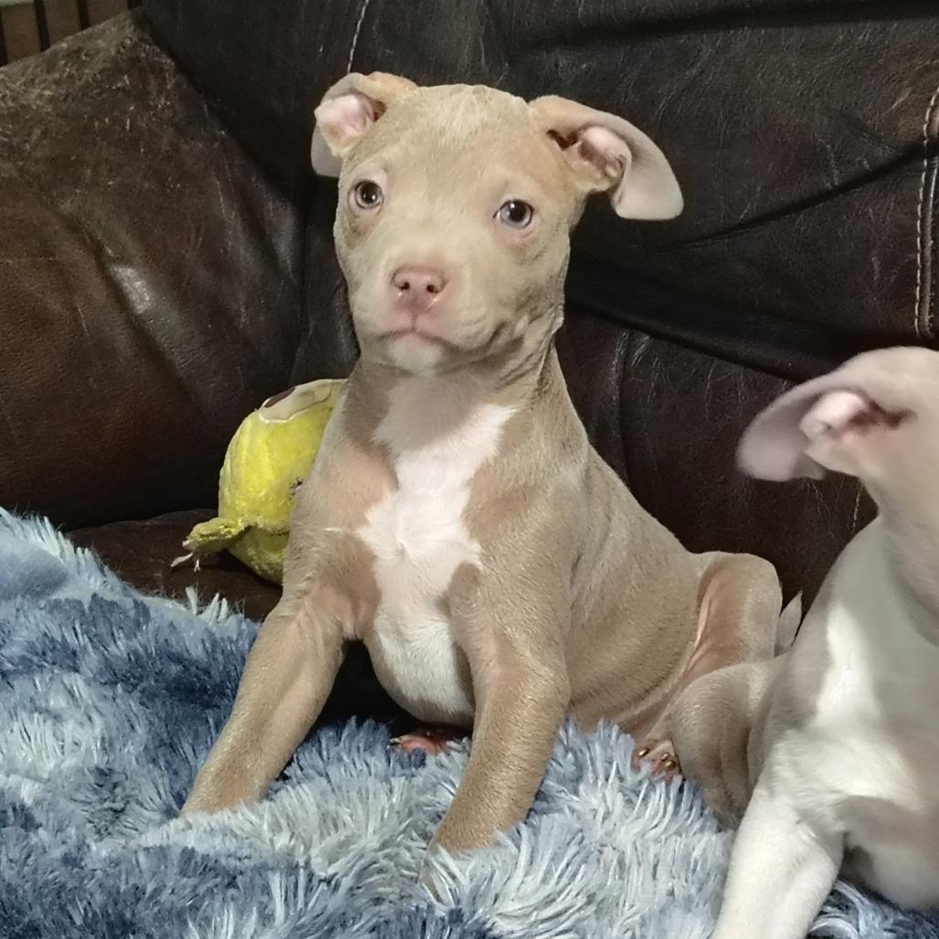 Enlarge Leelu, an adopted mixed breed in Wilmington, NC image 3/6