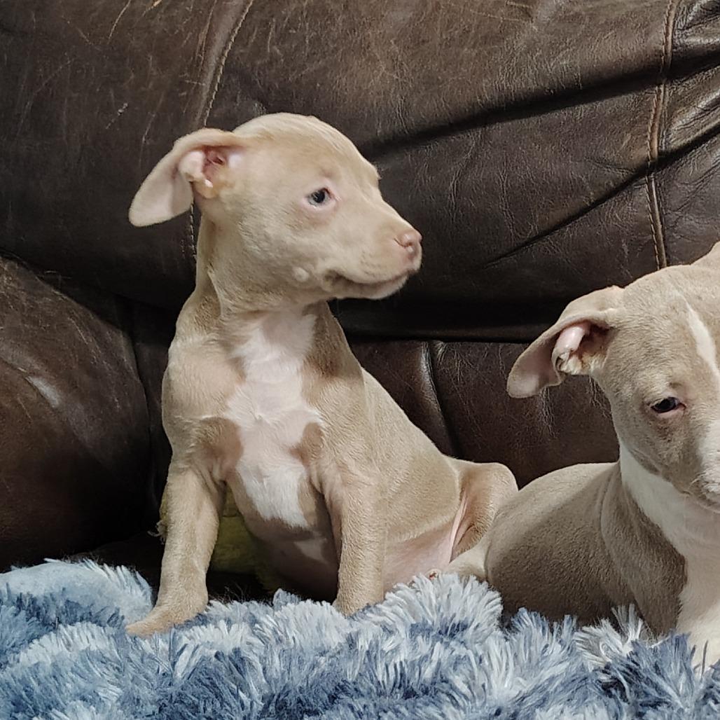 Enlarge Leelu, an adopted mixed breed in Wilmington, NC image 5/6