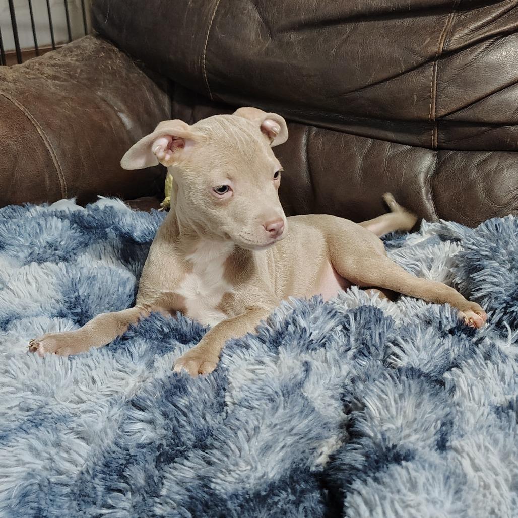 Leelu, adopted, Puppy Female Pit Bull Terrier.