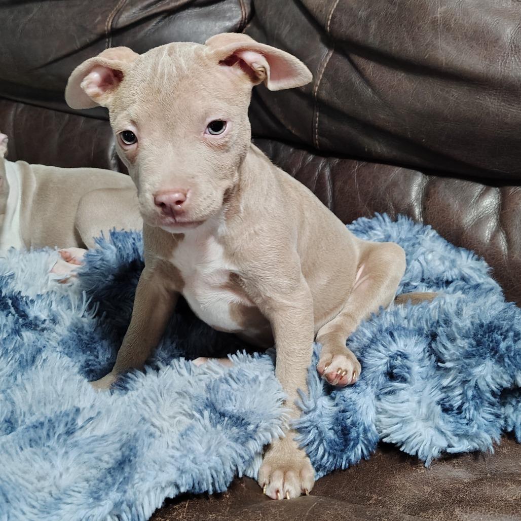 Enlarge Leelu, an adopted mixed breed in Wilmington, NC image 2/6