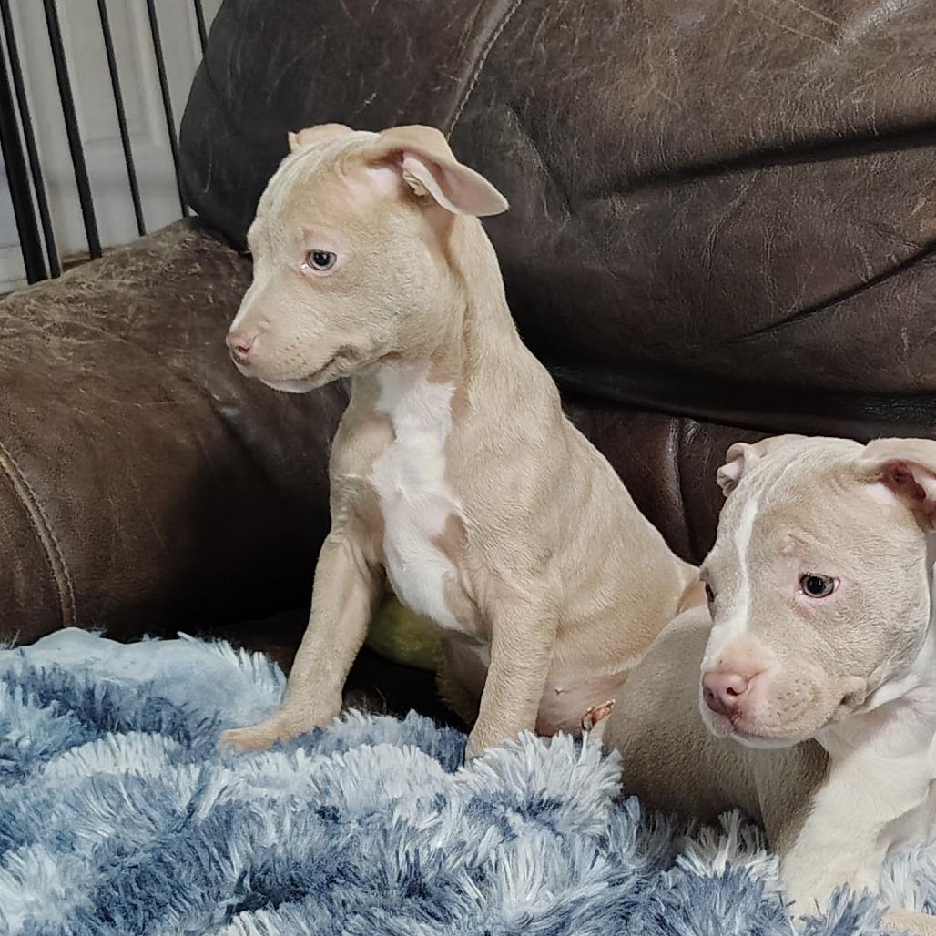 Enlarge Leelu, an adopted mixed breed in Wilmington, NC image 4/6