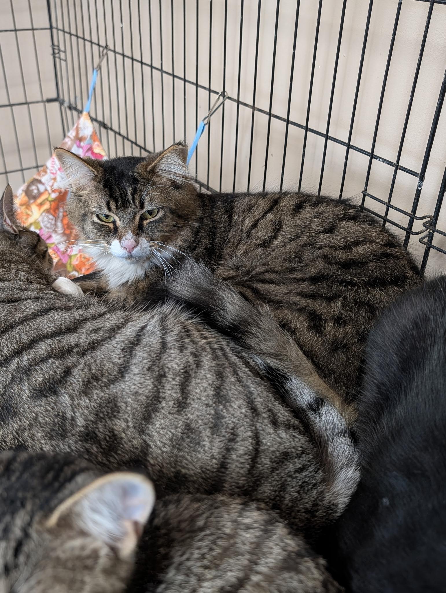 Enlarge Keith, a ADOPTABLE Domestic Medium Hair in Lapeer, MI image 3/5