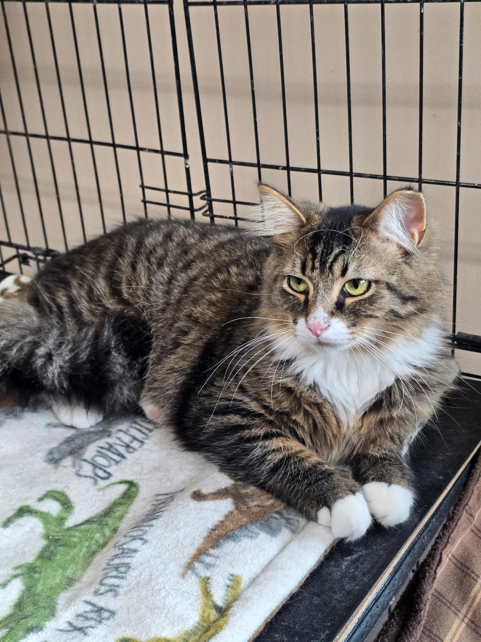 Enlarge Keith, a ADOPTABLE Domestic Medium Hair in Lapeer, MI image 2/5