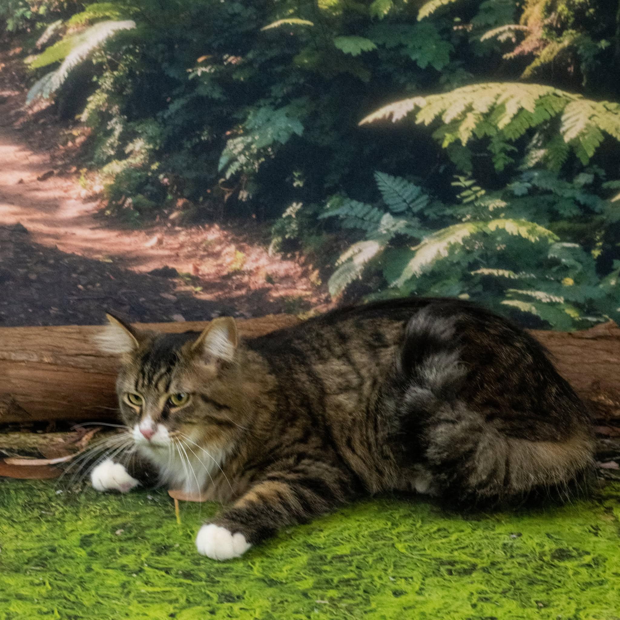 Enlarge Keith, a ADOPTABLE Domestic Medium Hair in Lapeer, MI image 5/5