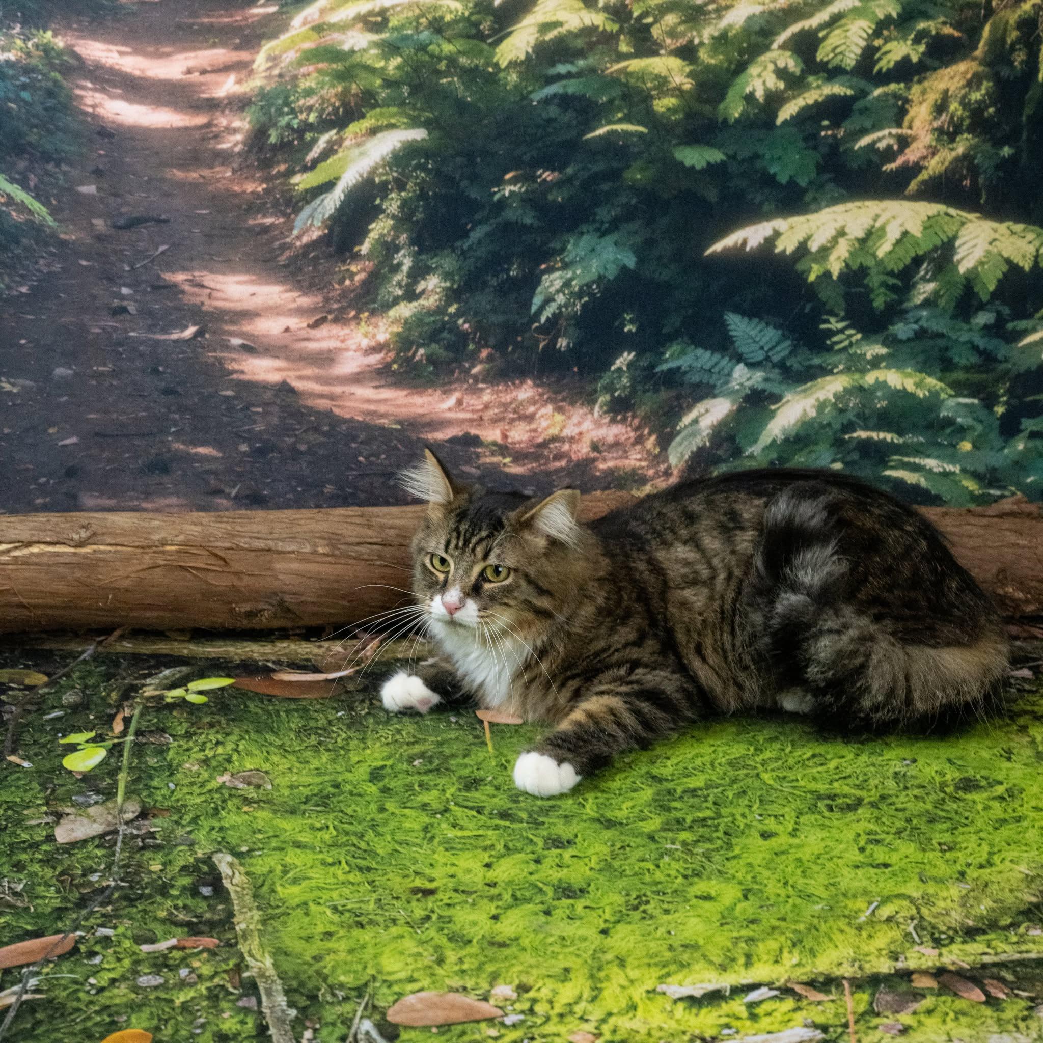 Enlarge Keith, a ADOPTABLE Domestic Medium Hair in Lapeer, MI image 1/5