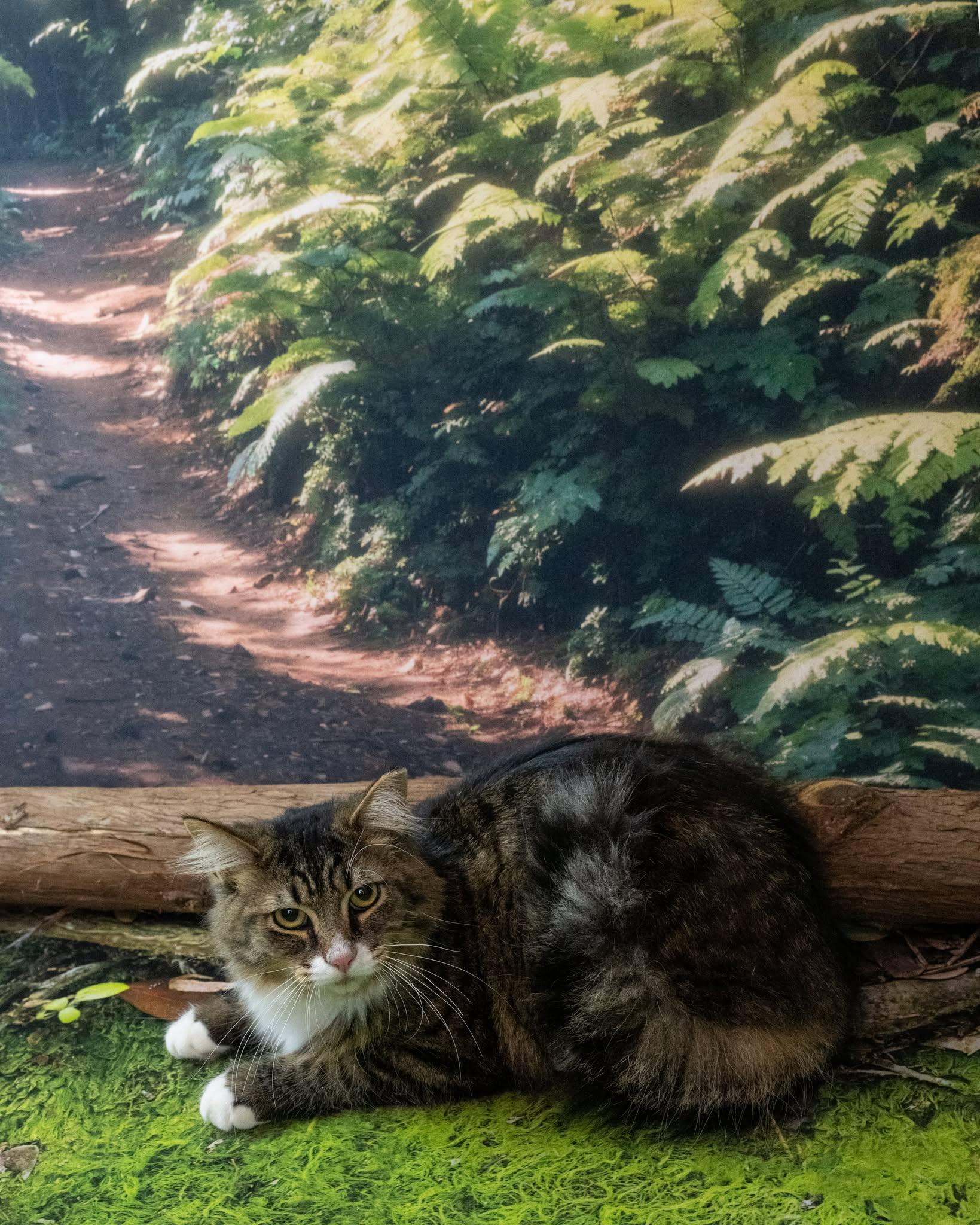 Enlarge Keith, a ADOPTABLE Domestic Medium Hair in Lapeer, MI image 4/5