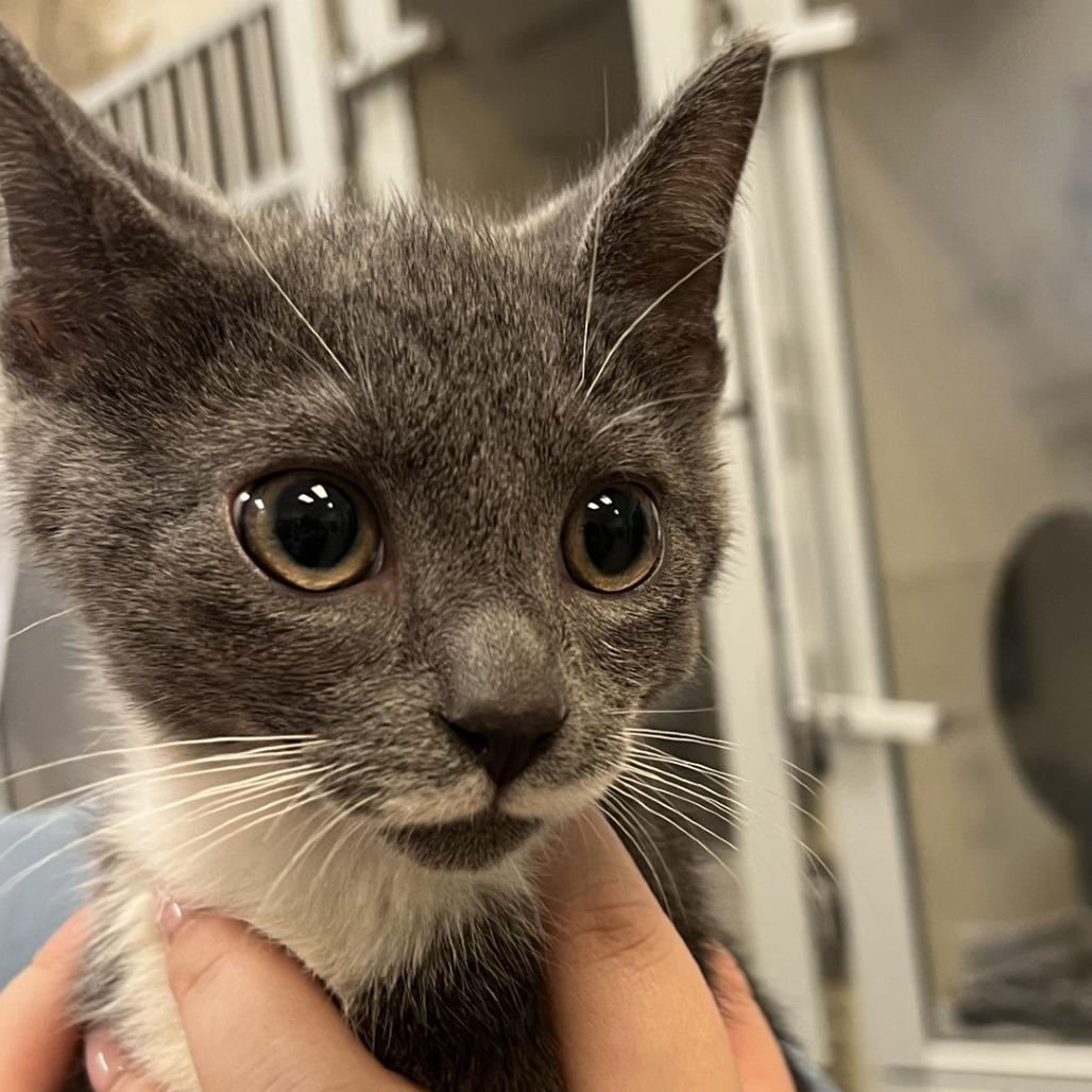 Phantom Of The Opera, Adoptable, Kitten Male Domestic Short Hair.