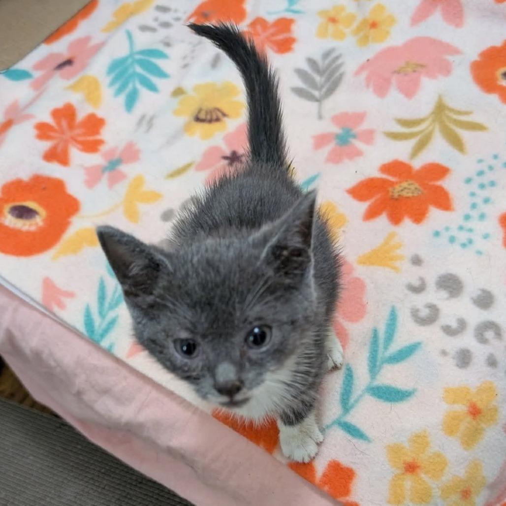 Phantom Of The Opera, a Adoptable Domestic Short Hair in Ridgely, MD image 2/3