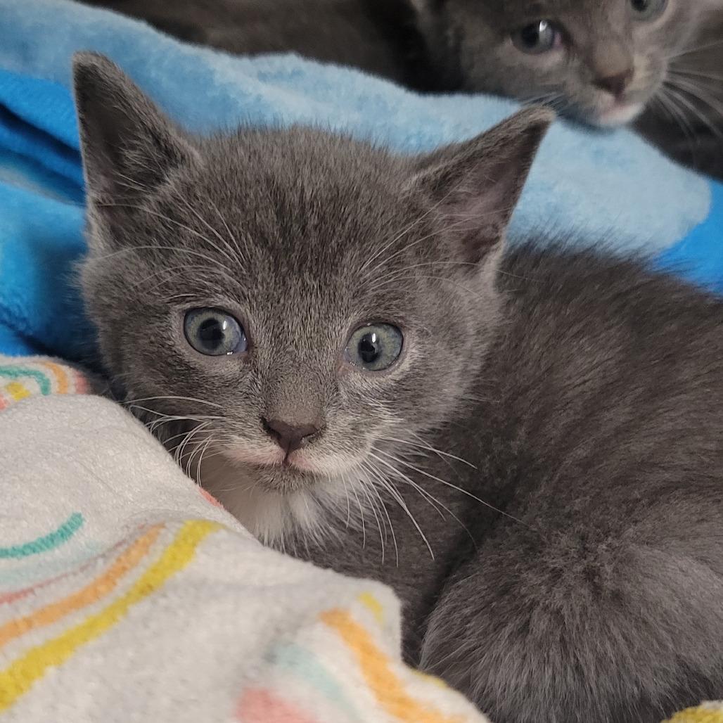 Phantom Of The Opera, a Adoptable Domestic Short Hair in Ridgely, MD image 3/3