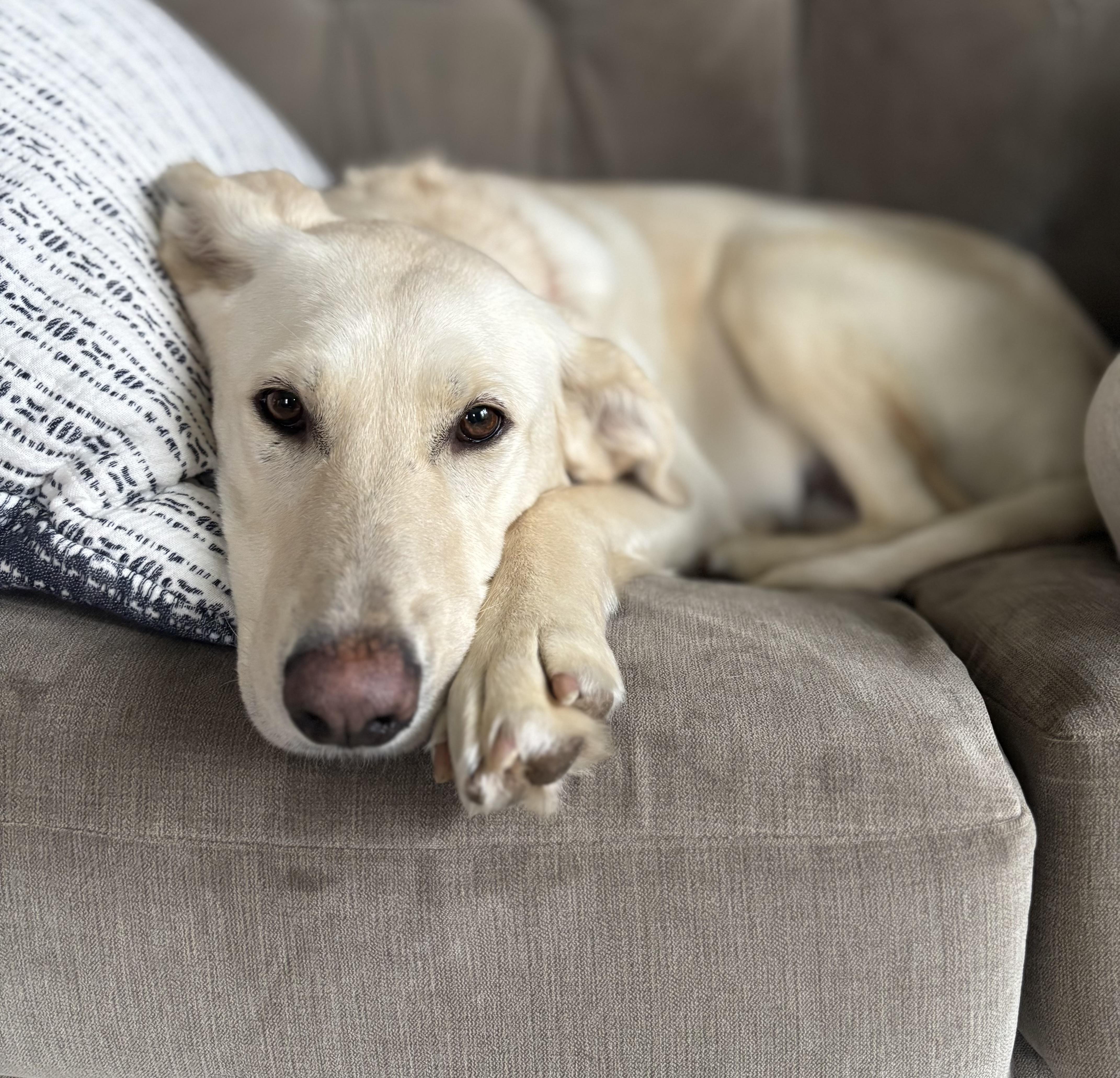 Enlarge Hannah, a ADOPTABLE mixed breed in Kalamazoo , MI image 1/6