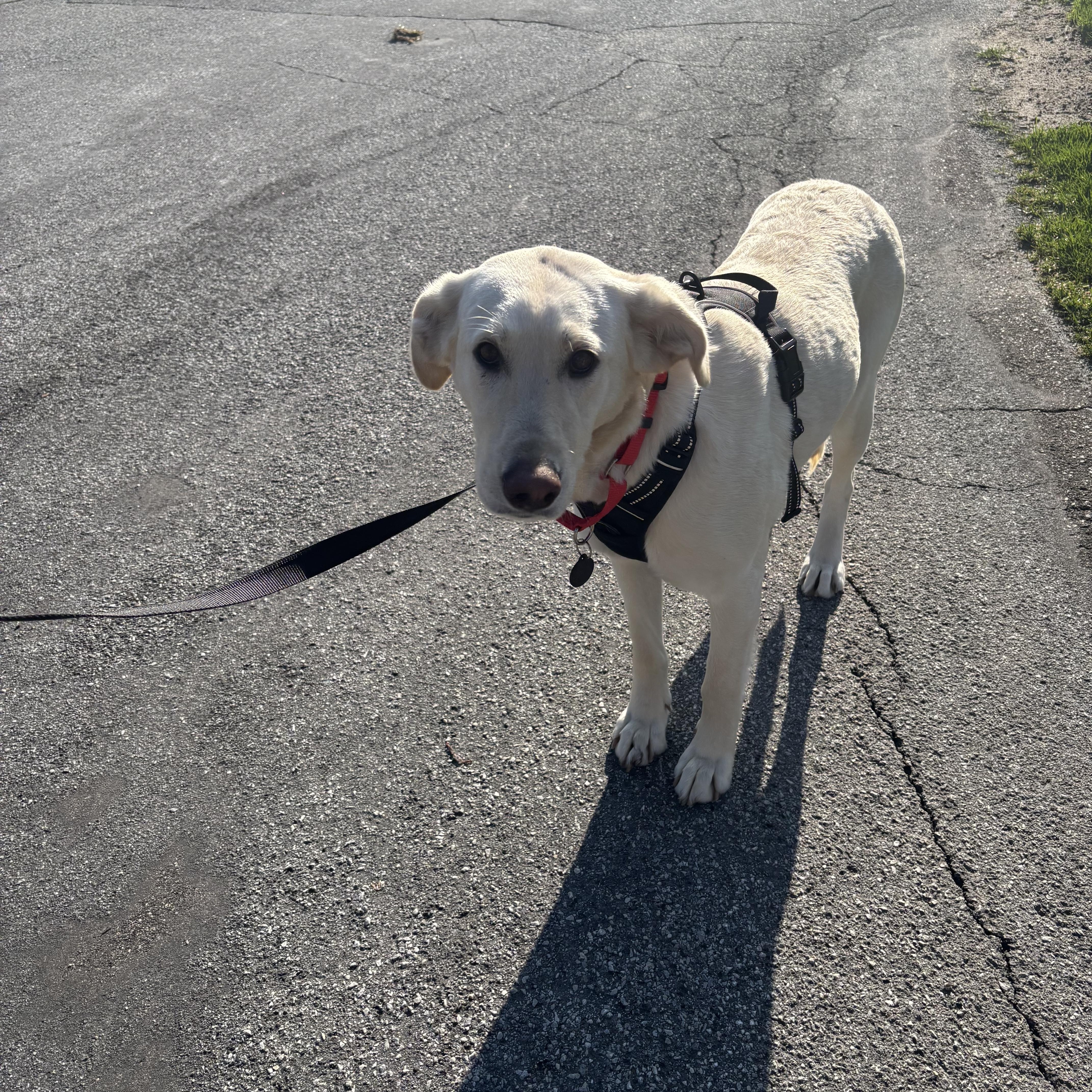 Enlarge Hannah, a ADOPTABLE mixed breed in Kalamazoo , MI image 2/6