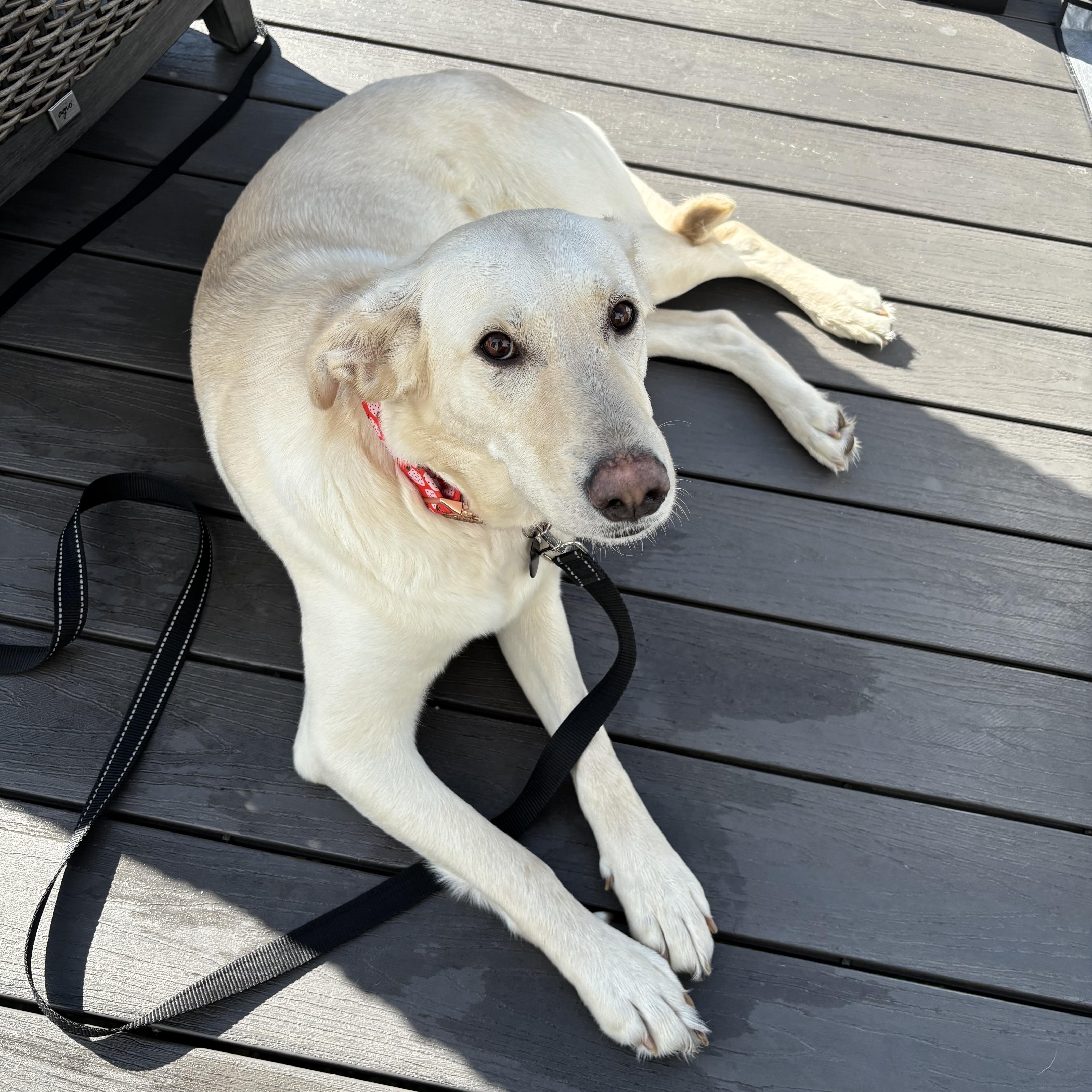 Enlarge Hannah, a ADOPTABLE mixed breed in Kalamazoo , MI image 5/6