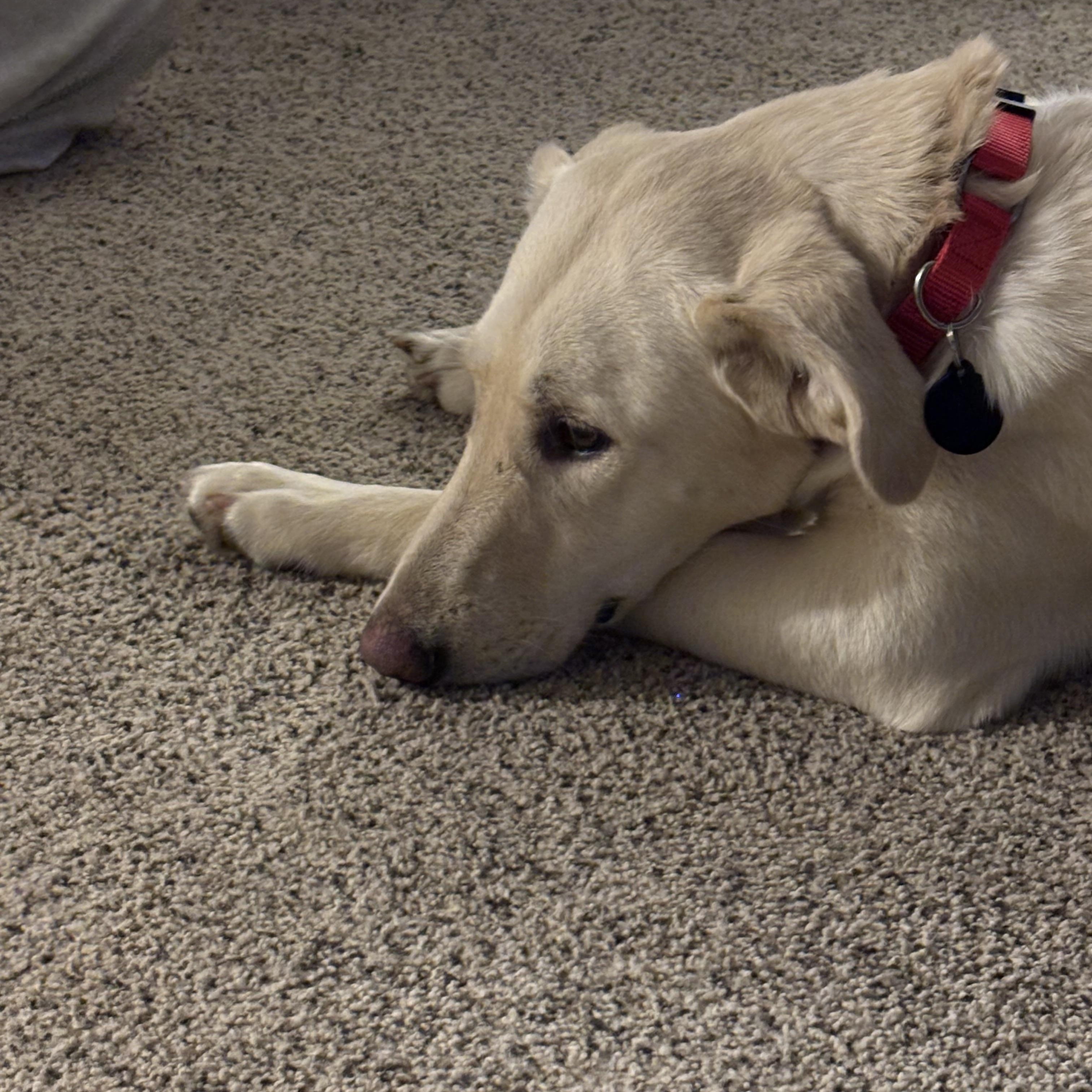 Enlarge Hannah, a ADOPTABLE mixed breed in Kalamazoo , MI image 4/6