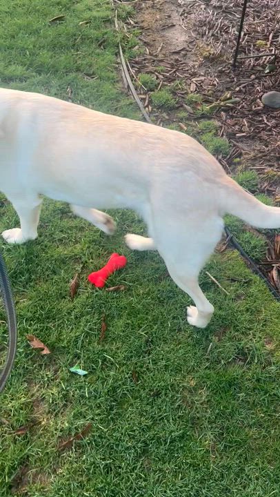 Enlarge Hannah, a ADOPTABLE mixed breed in Kalamazoo , MI video 6/6