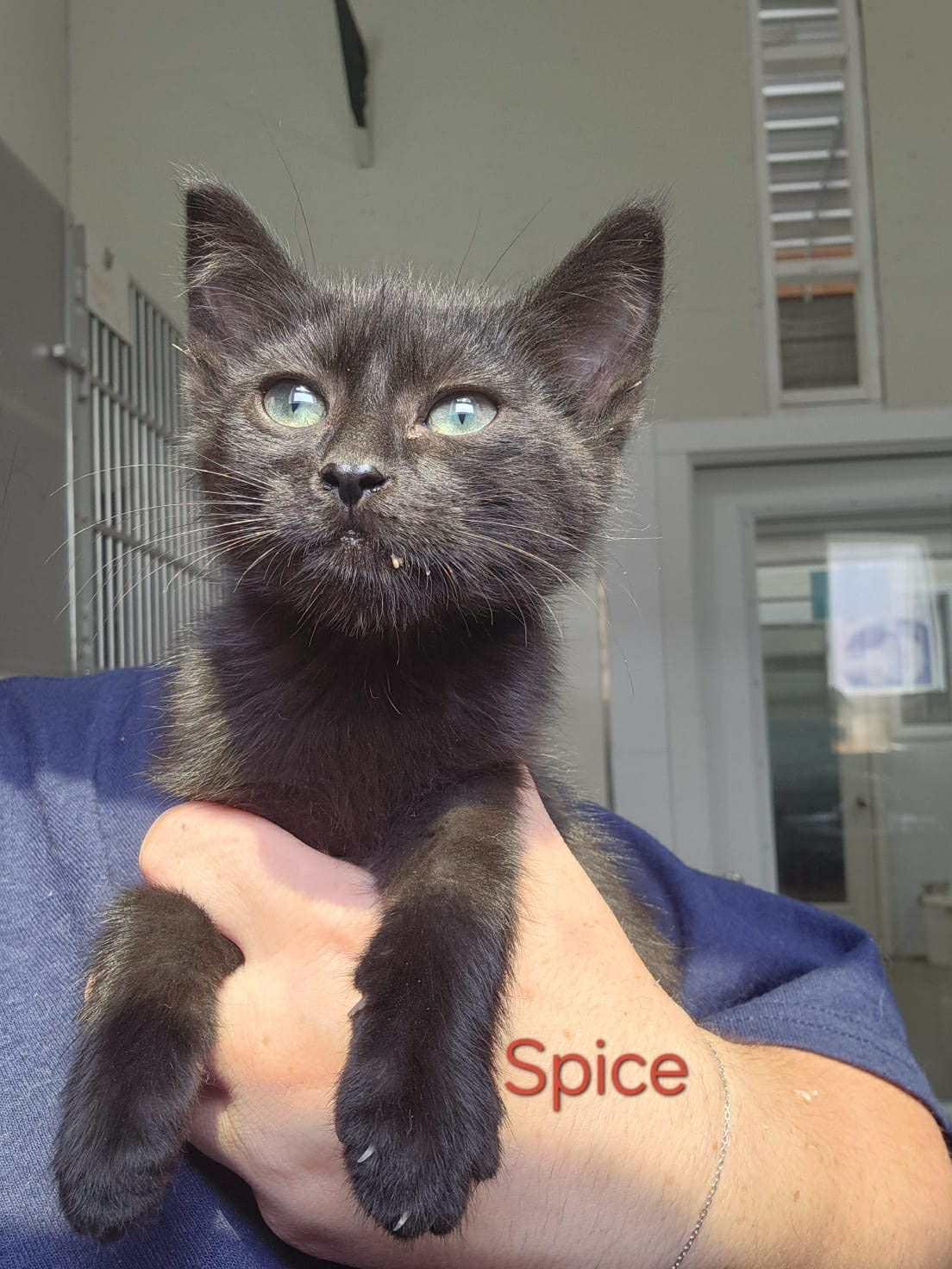 Spice, Adoptable, Kitten Male Bombay.