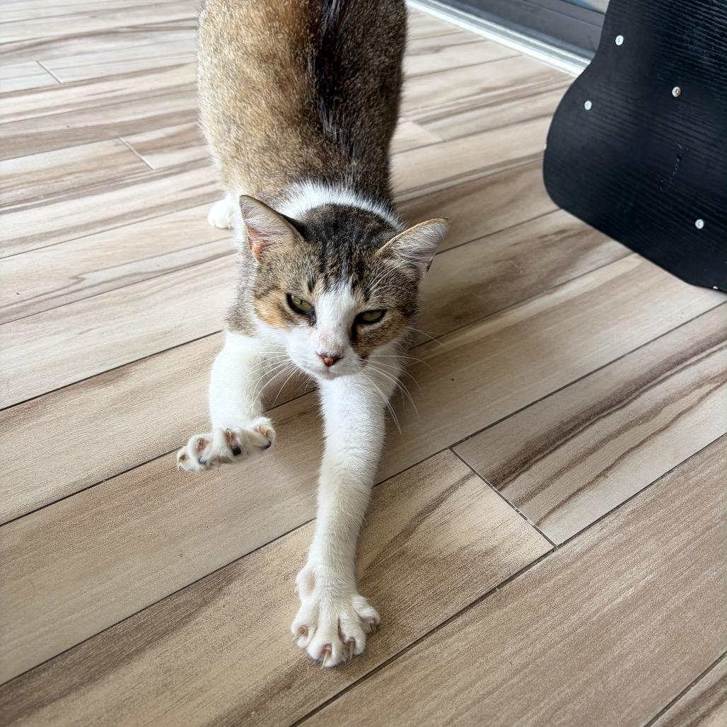 Enlarge Clancy, a Adoptable Domestic Short Hair in Lauderhill, FL image 1/6