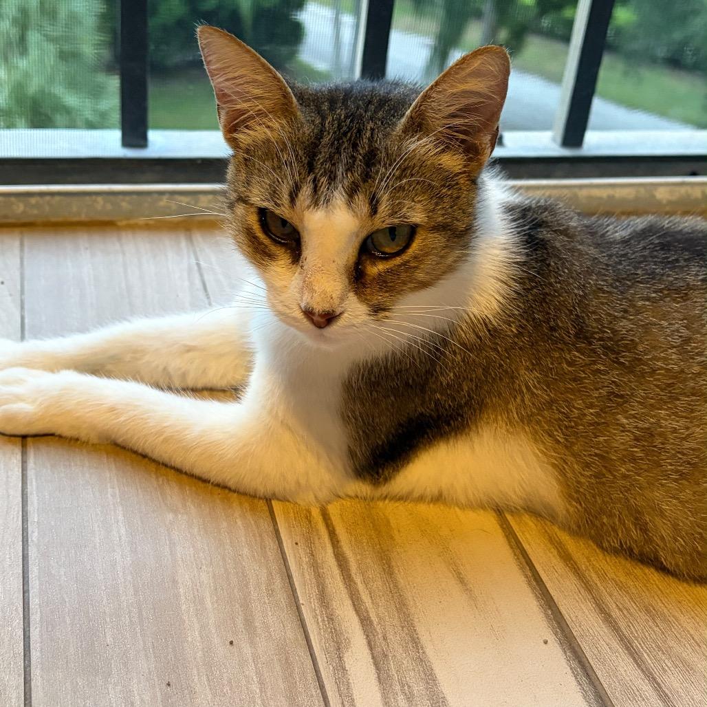 Enlarge Clancy, a Adoptable Domestic Short Hair in Lauderhill, FL image 2/6