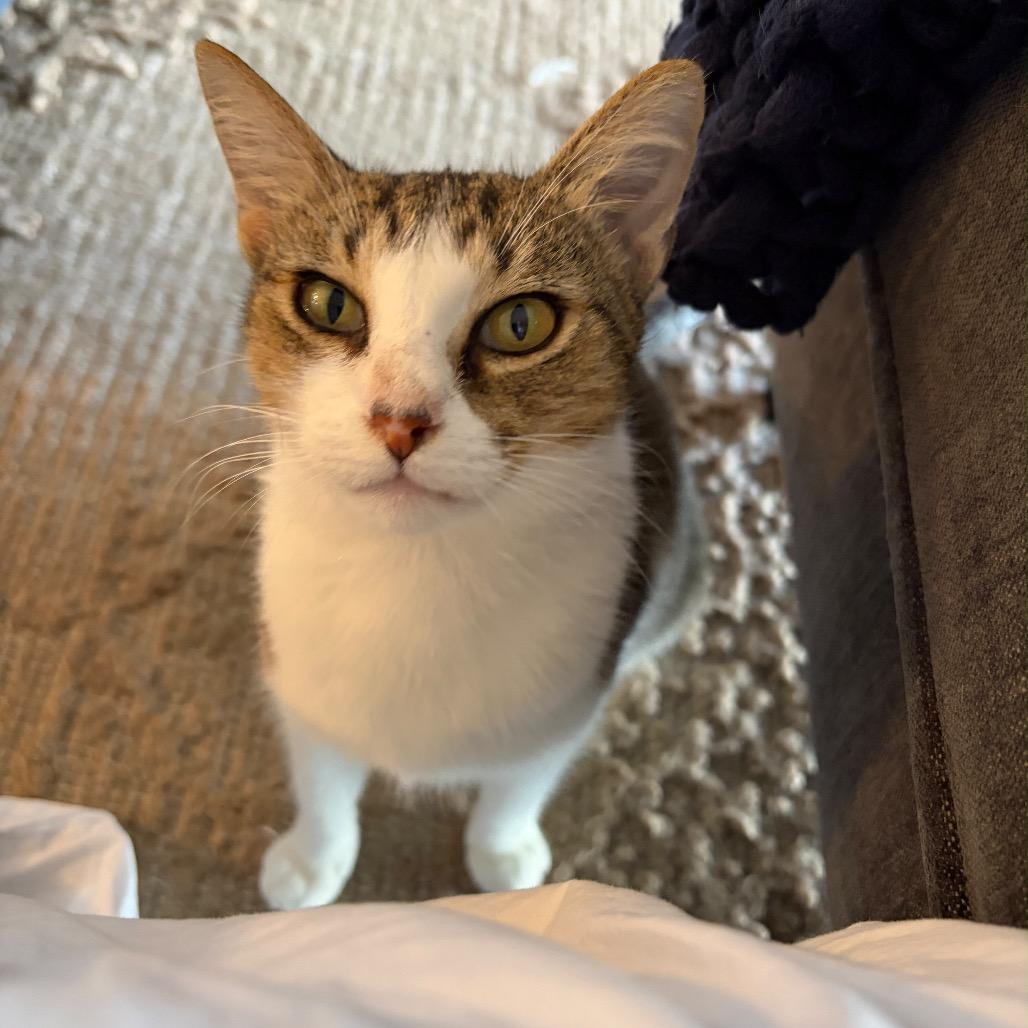 Enlarge Clancy, a Adoptable Domestic Short Hair in Lauderhill, FL image 3/6