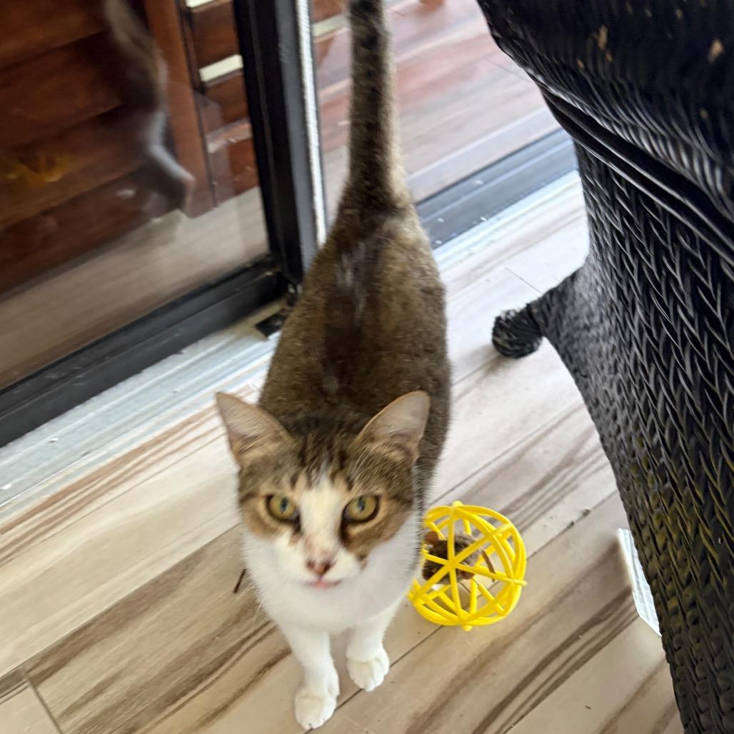 Enlarge Clancy, a Adoptable Domestic Short Hair in Lauderhill, FL image 4/6