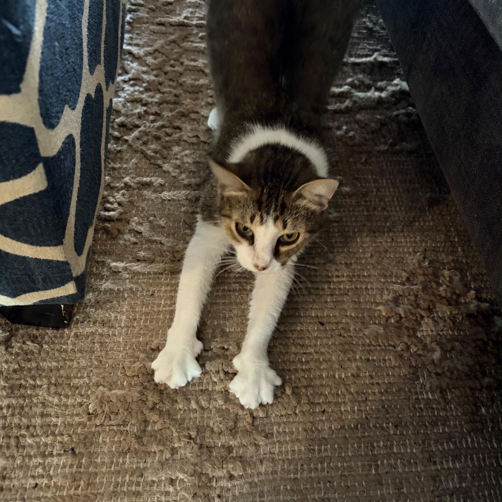 Enlarge Clancy, a Adoptable Domestic Short Hair in Lauderhill, FL image 5/6