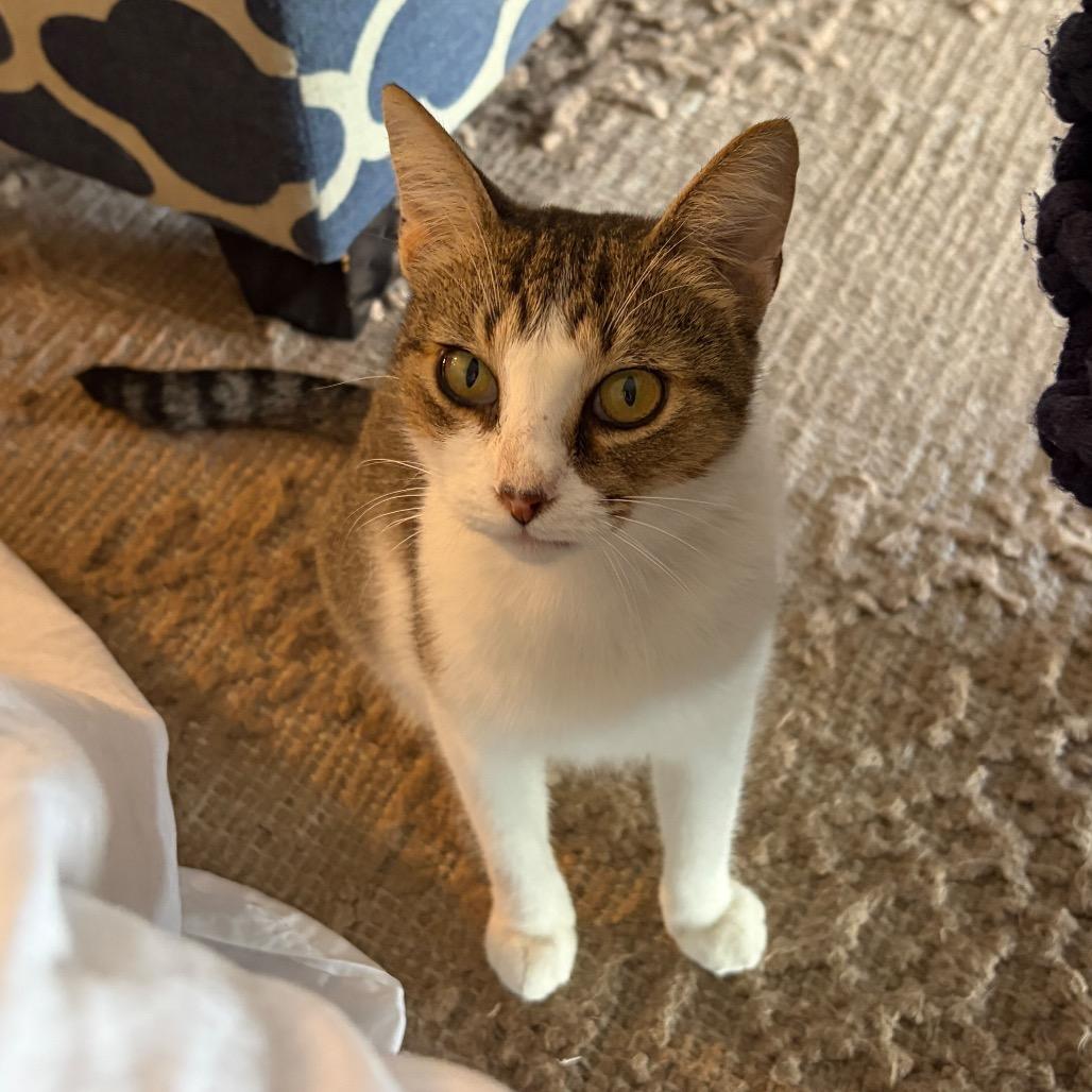 Enlarge Clancy, a Adoptable Domestic Short Hair in Lauderhill, FL image 6/6