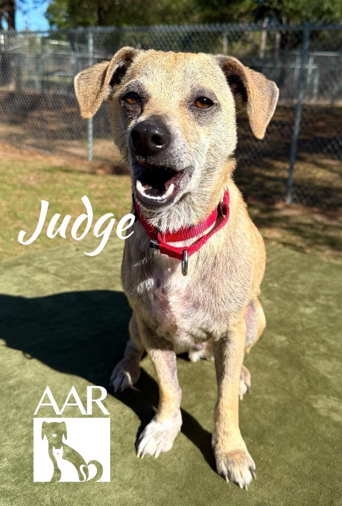 Judge, Adoptable, Adult Male Chihuahua.
