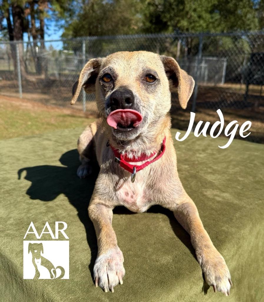 Enlarge Judge, a Adoptable Chihuahua in Magnolia, TX image 2/4