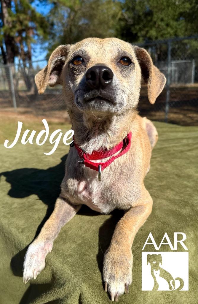 Enlarge Judge, a Adoptable Chihuahua in Magnolia, TX image 3/4